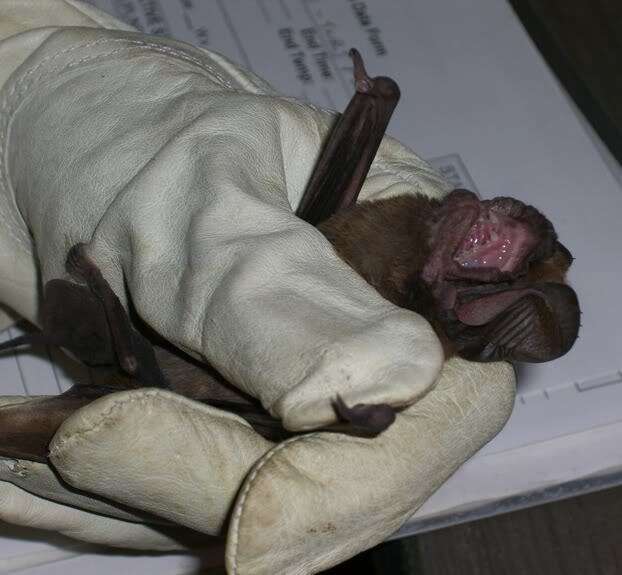 Image of Big Free-tailed Bat