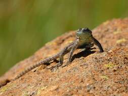 Image of Sekukhune Flat Lizard