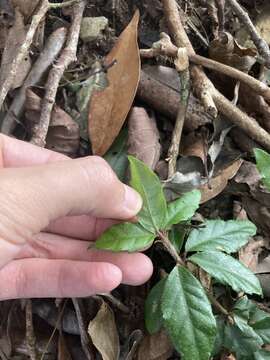 Image of Ardisia pusilla A. DC.