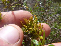 Imagem de Korthalsella lindsayi var. clavata (Kirk) Danser