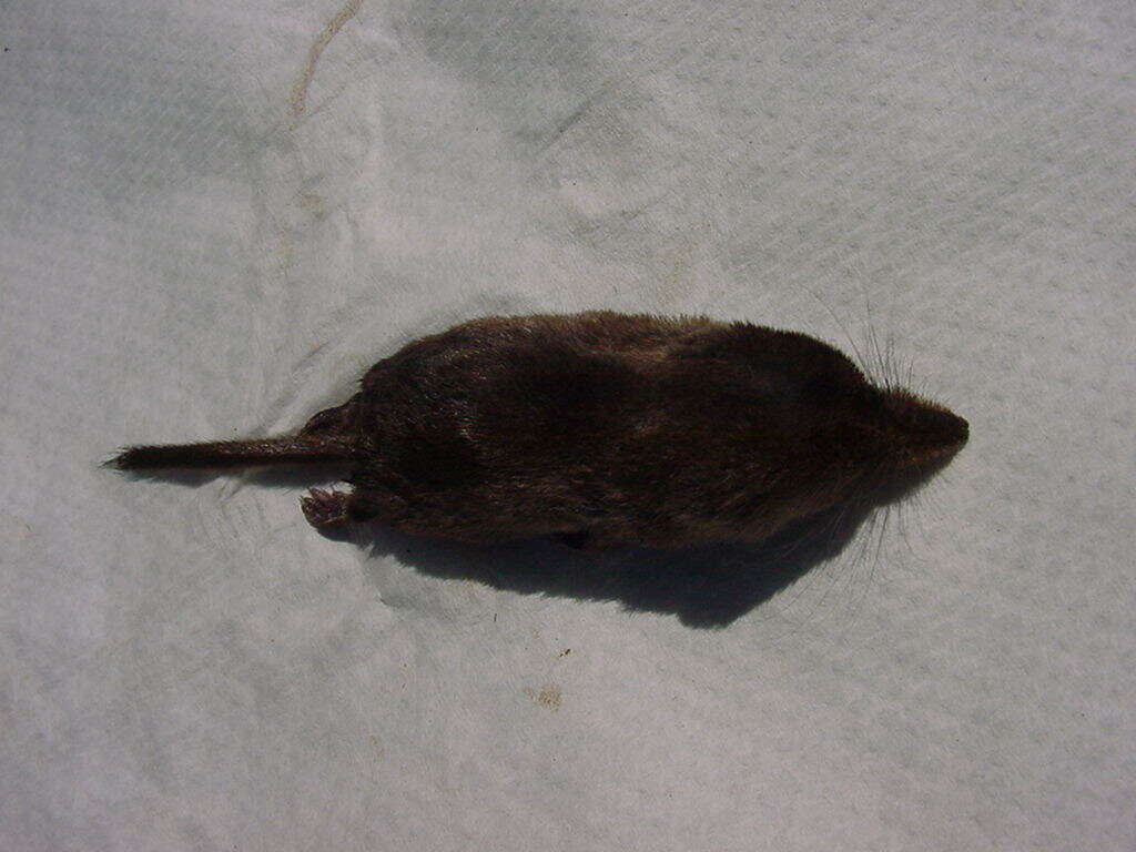 Image of Maritime Shrew