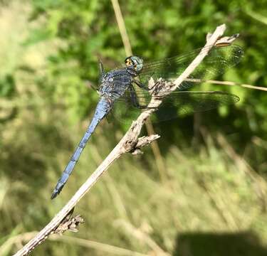 Image of <i>Orthetrum coerulescens anceps</i> (Schneider 1845)