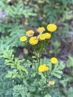 Plancia ëd Tanacetum vulgare subsp. vulgare