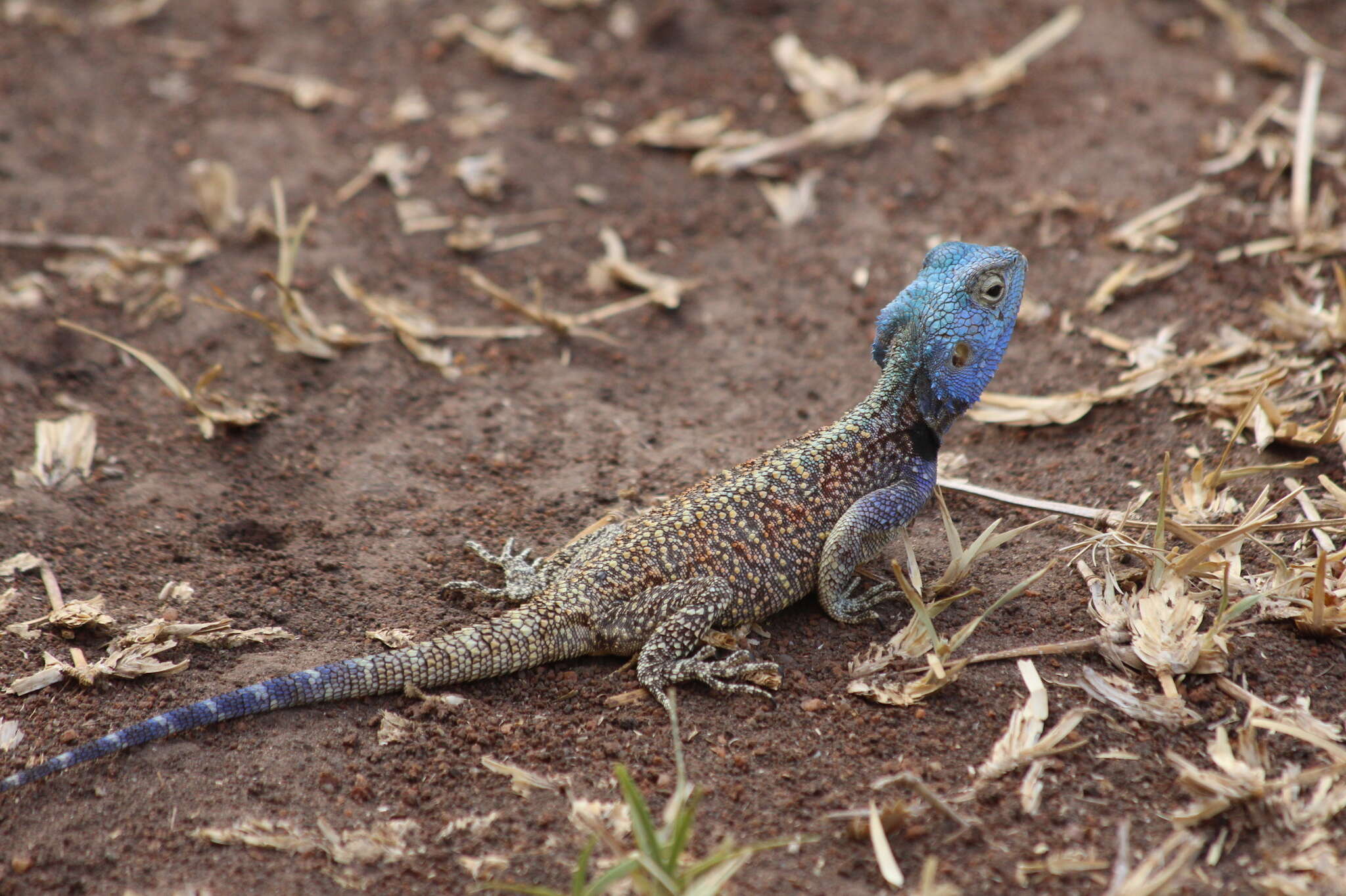 Image of Acanthocercus branchi Wagner, Greenbaum & Bauer 2012