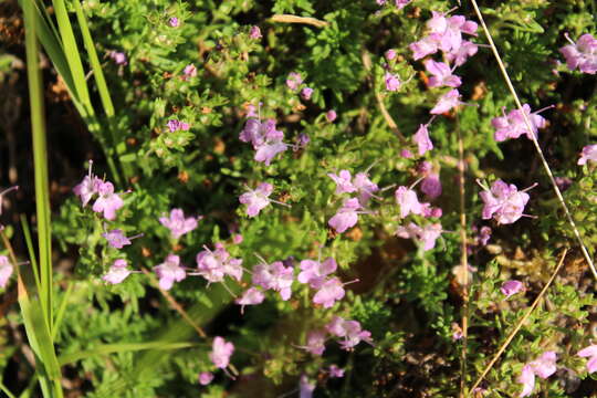 Thymus caespititius Brot. resmi