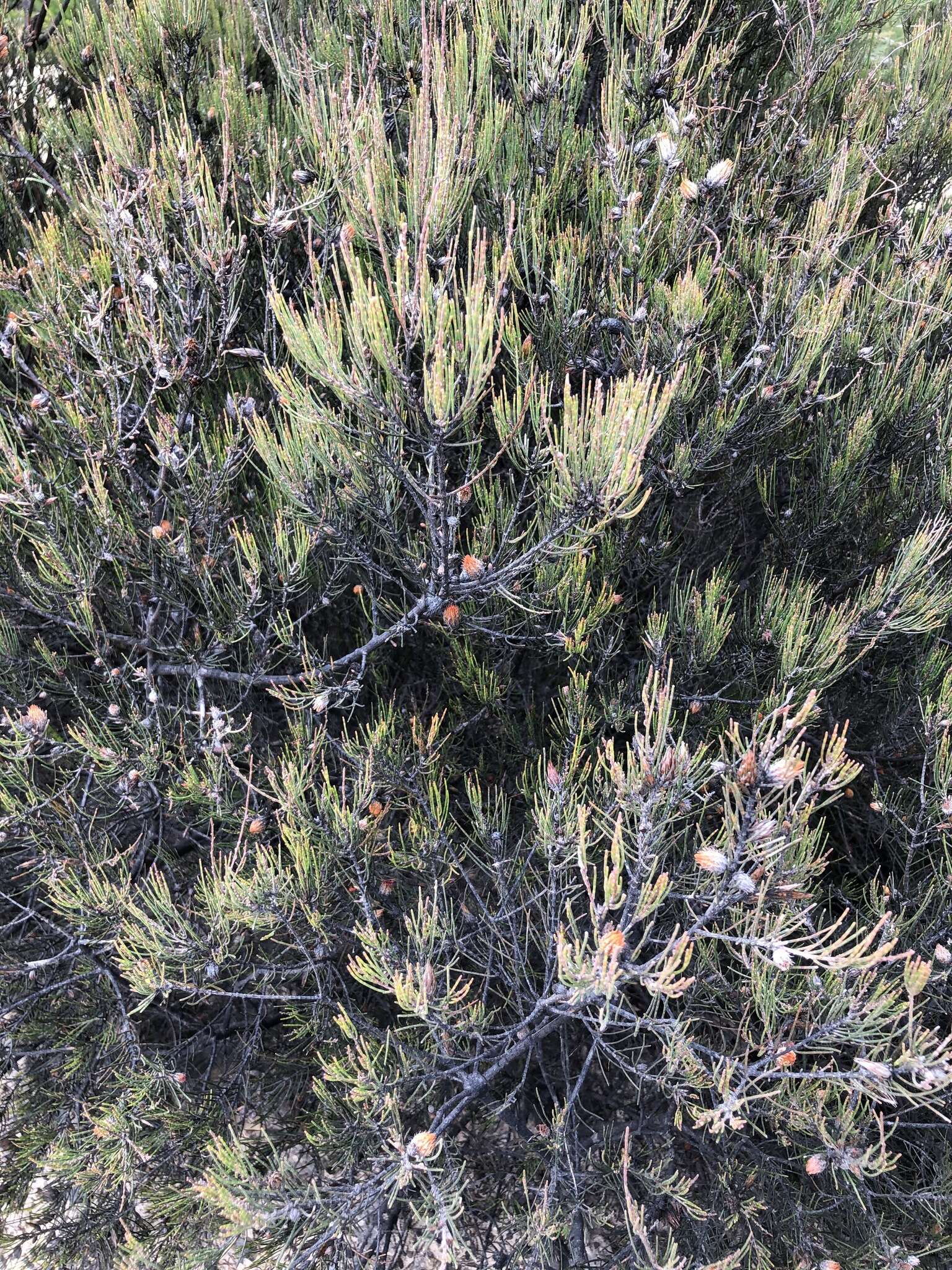 صورة Allocasuarina nana (Sieber ex Spreng.) L. A. S. Johnson