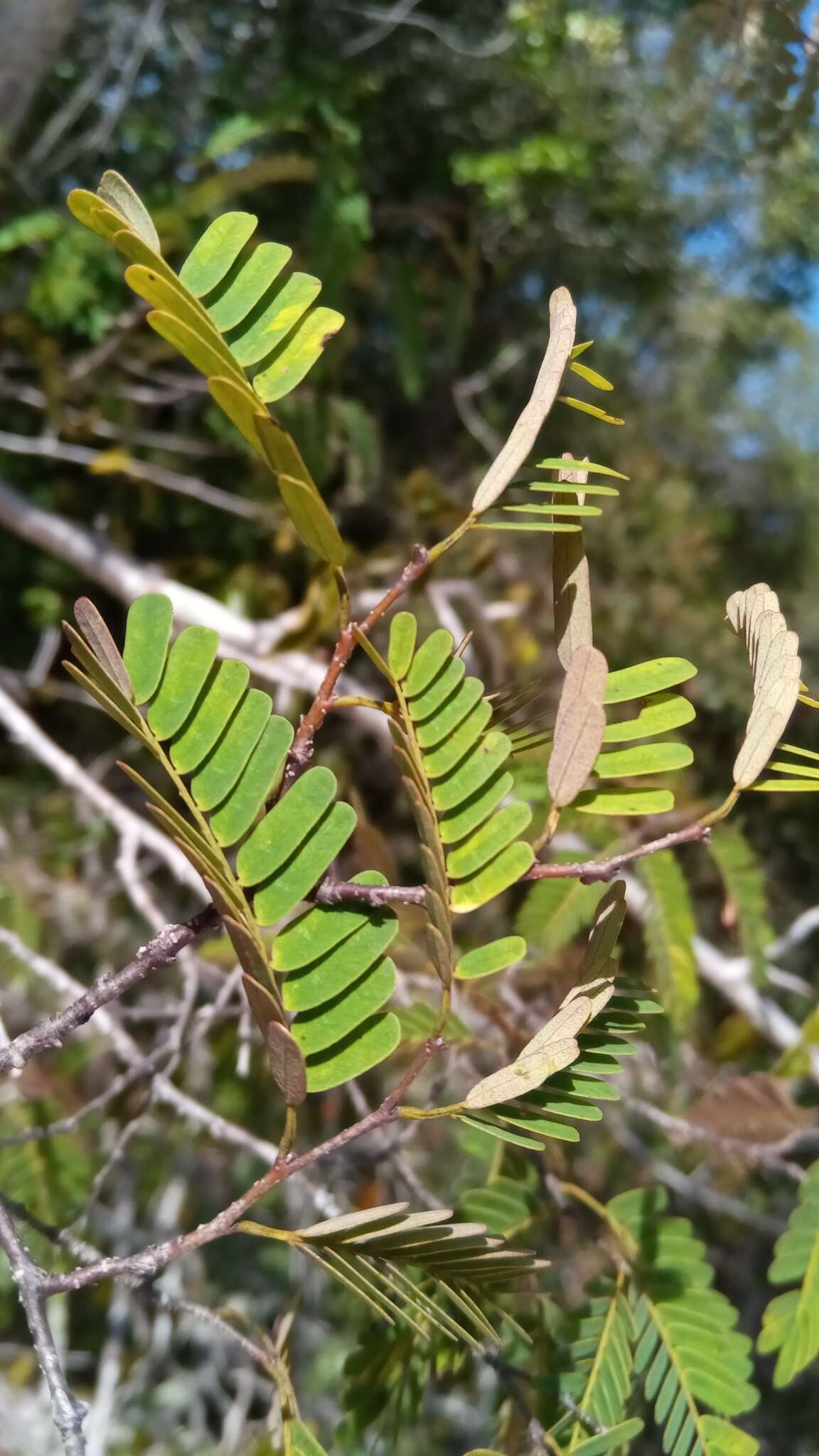 Sivun Neoapaloxylon madagascariense (Drake) Rauschert kuva