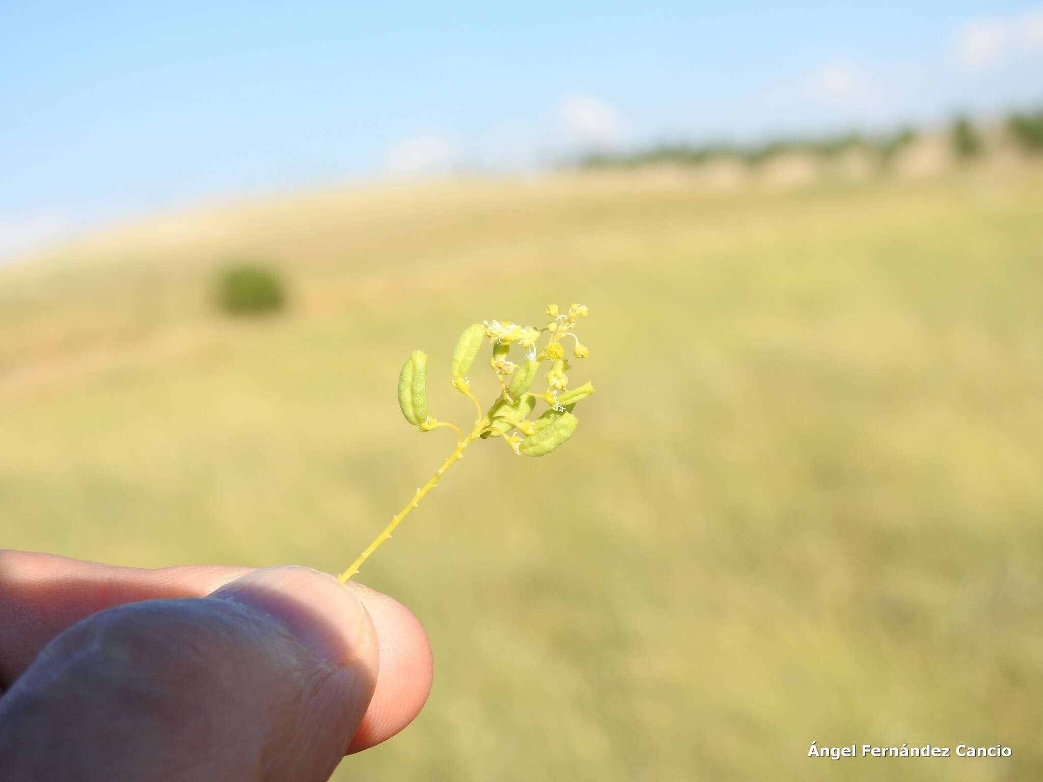 Image of Reseda stricta Pers.