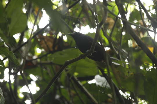 Image of White-shouldered Antbird