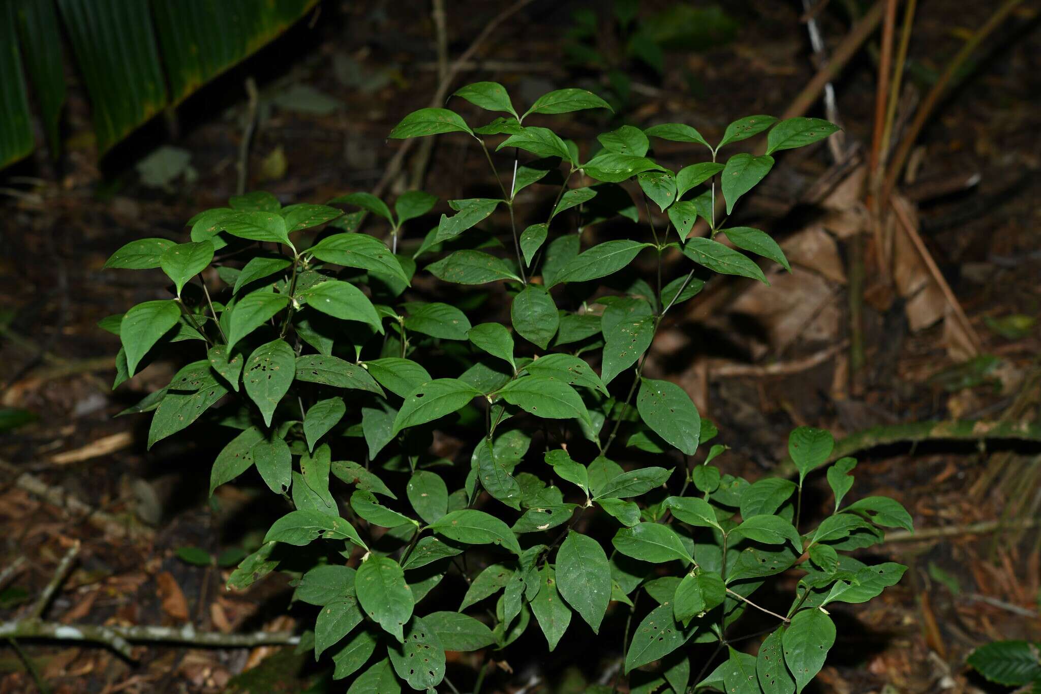 Image de Palicourea hoffmannseggiana (Willd. ex Schult.) Borhidi