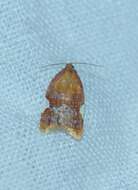 Imagem de Acleris holmiana Linnaeus 1758