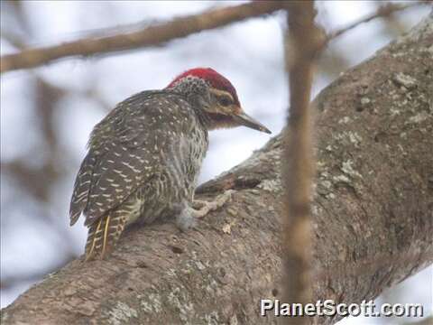 Image of Nubian Woodpecker