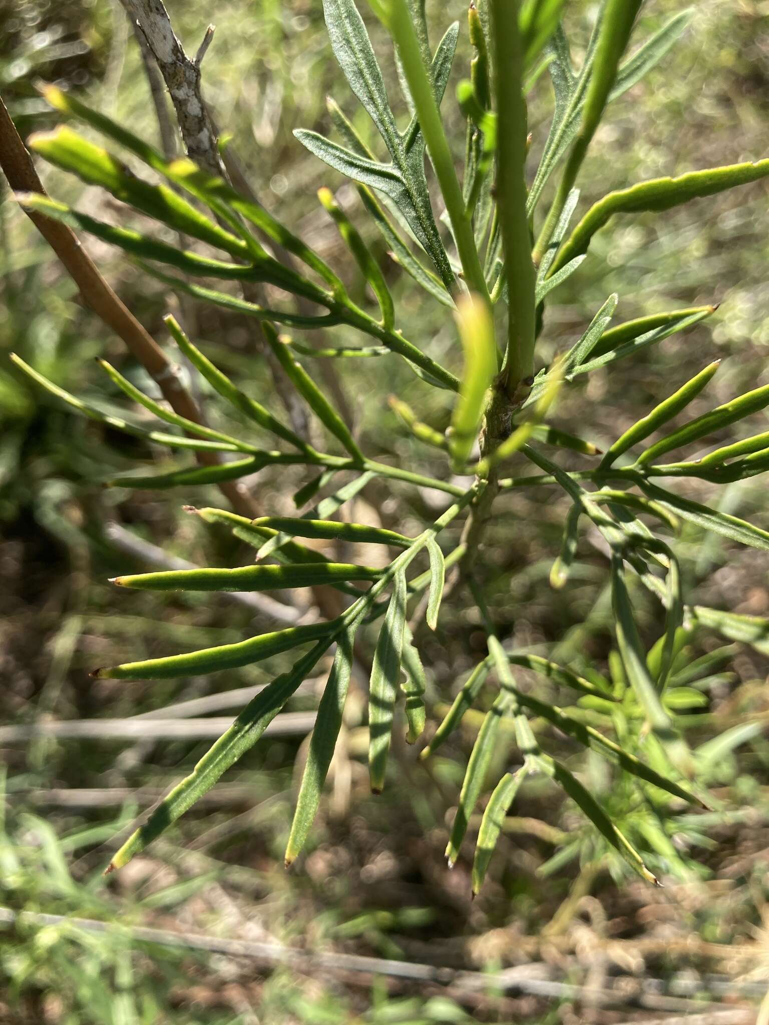 Слика од Solanum angustifidum Bitter