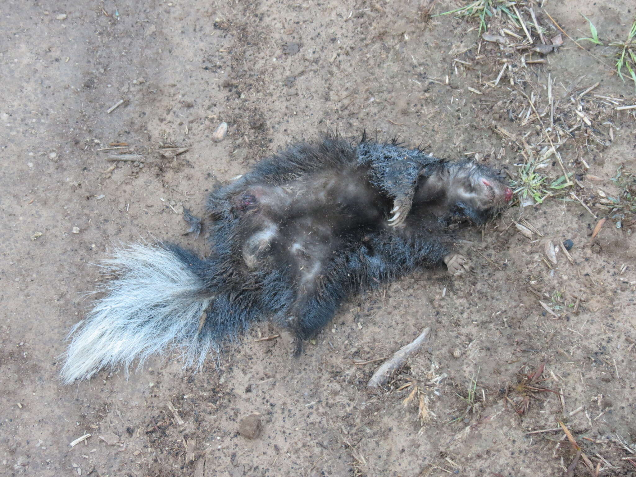 Image of Molina's Hog-nosed Skunk