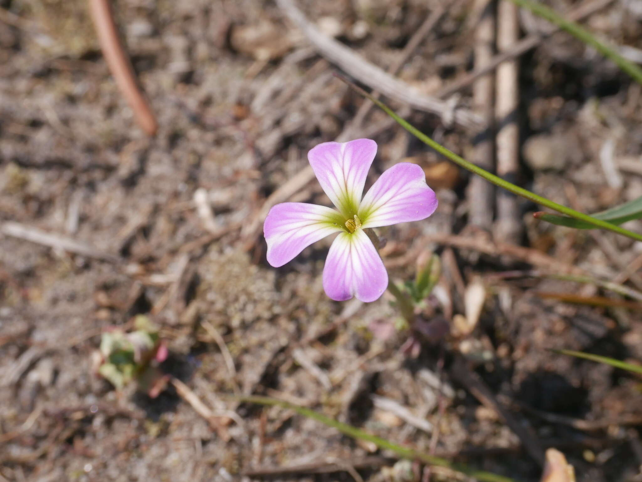 Imagem de Malcolmia maritima (L.) W. T. Aiton