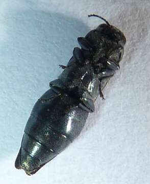 Image of Common Willow Agrilus