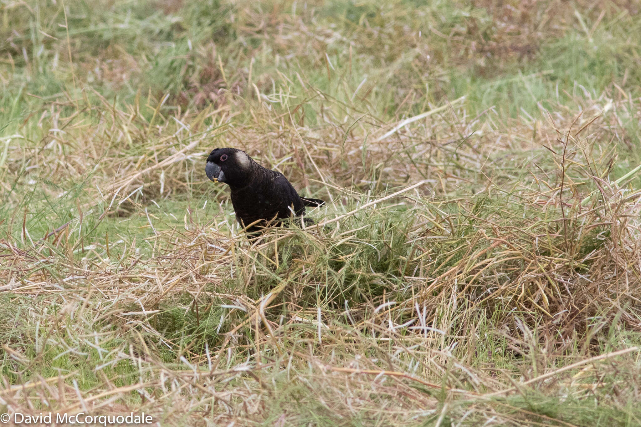 Image of Carnaby's Black Cockatoo