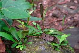 Image of Elaphoglossum glabratum (Mett.) Moore