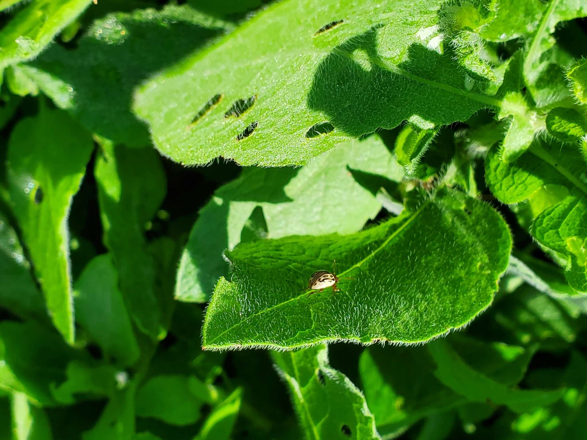 Image of Zygogramma (Zygospila) heterothecae Linell 1896