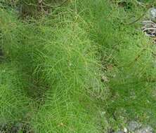 Image de Sonchus leptocephalus Cass.