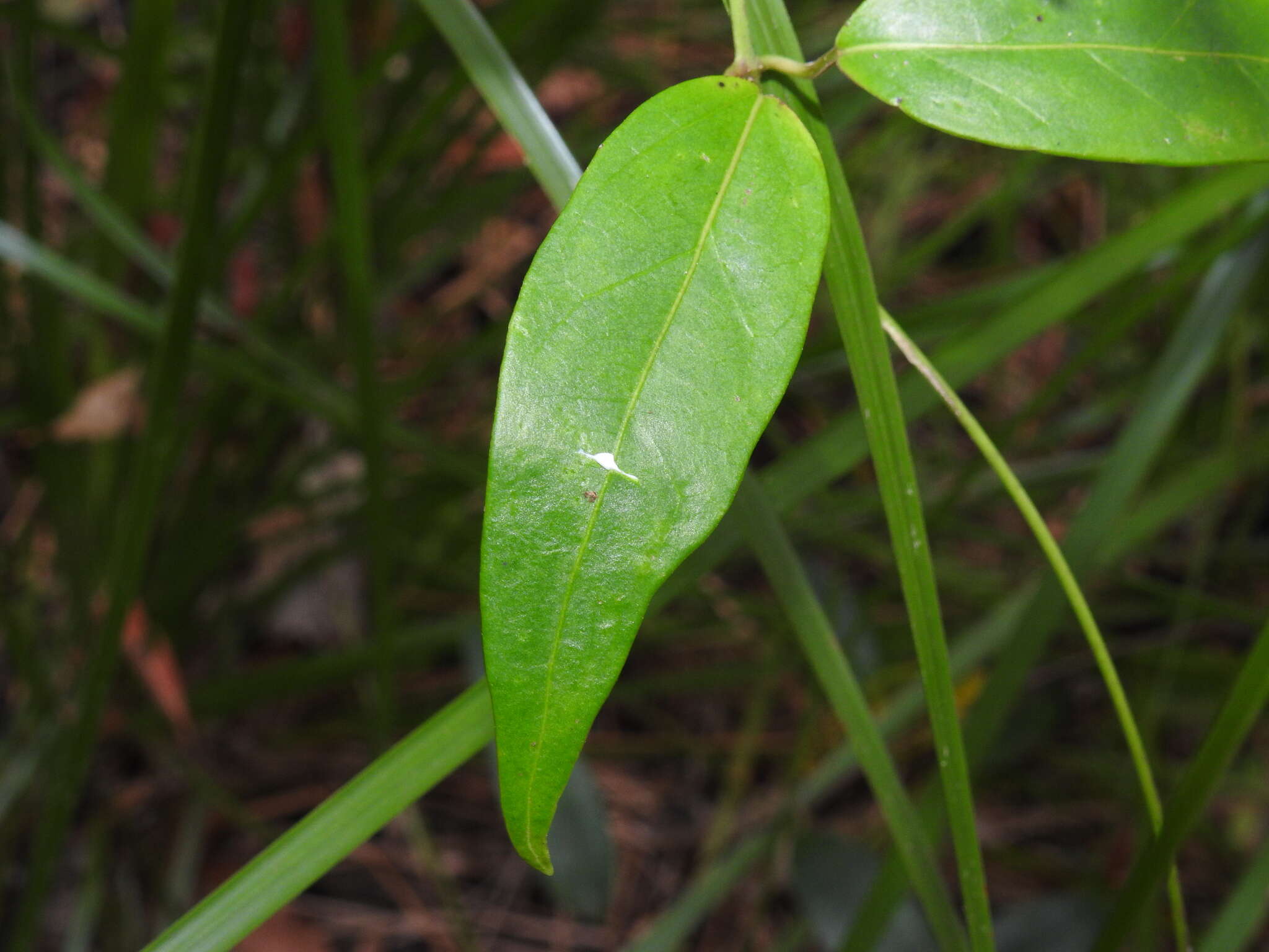 صورة Leichhardtia fraseri (Benth.) P. I. Forst.