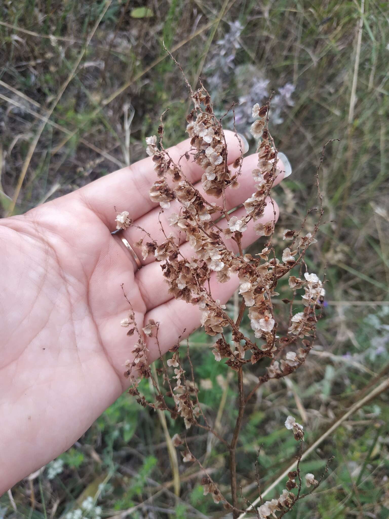 Imagem de Rumex turcomanicus (Rech. fil.) Czer.