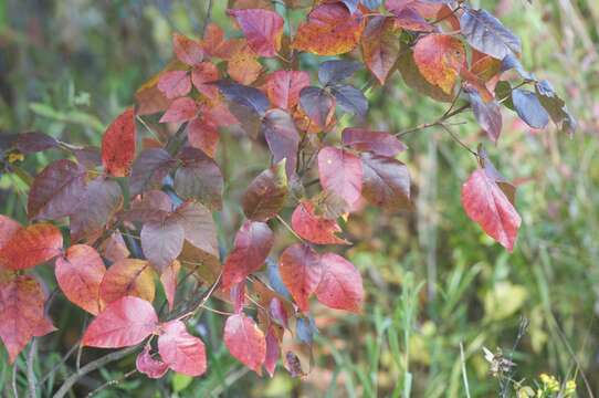 Image of eastern poison ivy