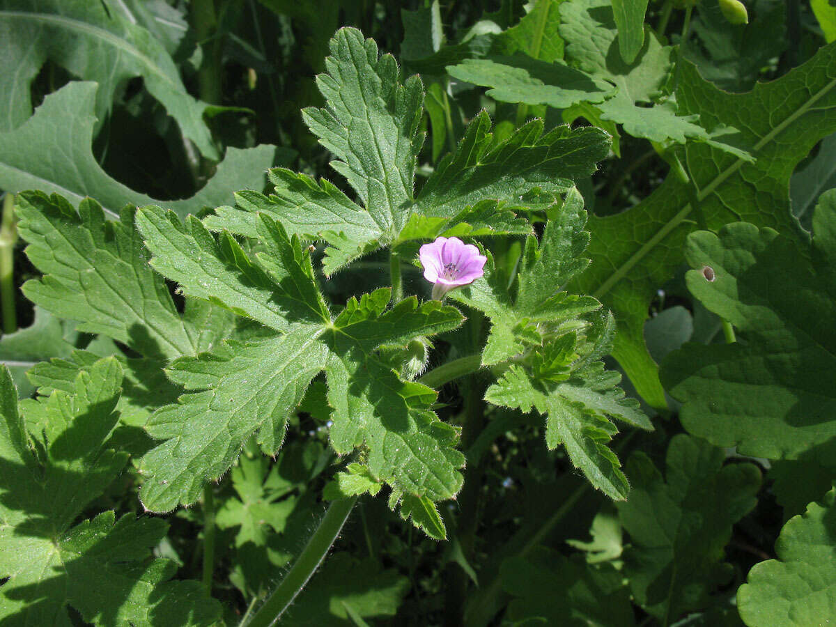 Image of fanleaf geranium