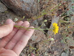 Image of leafy desertdandelion