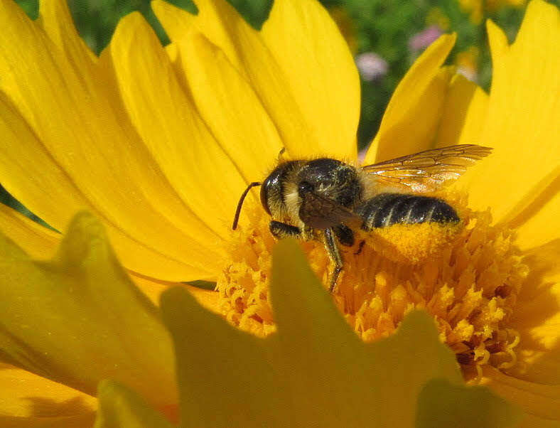 Image of Megachile leaf-cutter bee