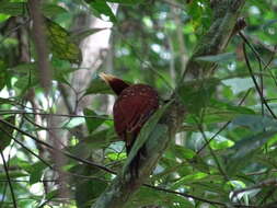 Image of Chestnut Woodpecker