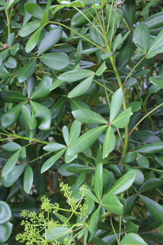 Image of Pseudopanax lessonii (DC.) K. Koch