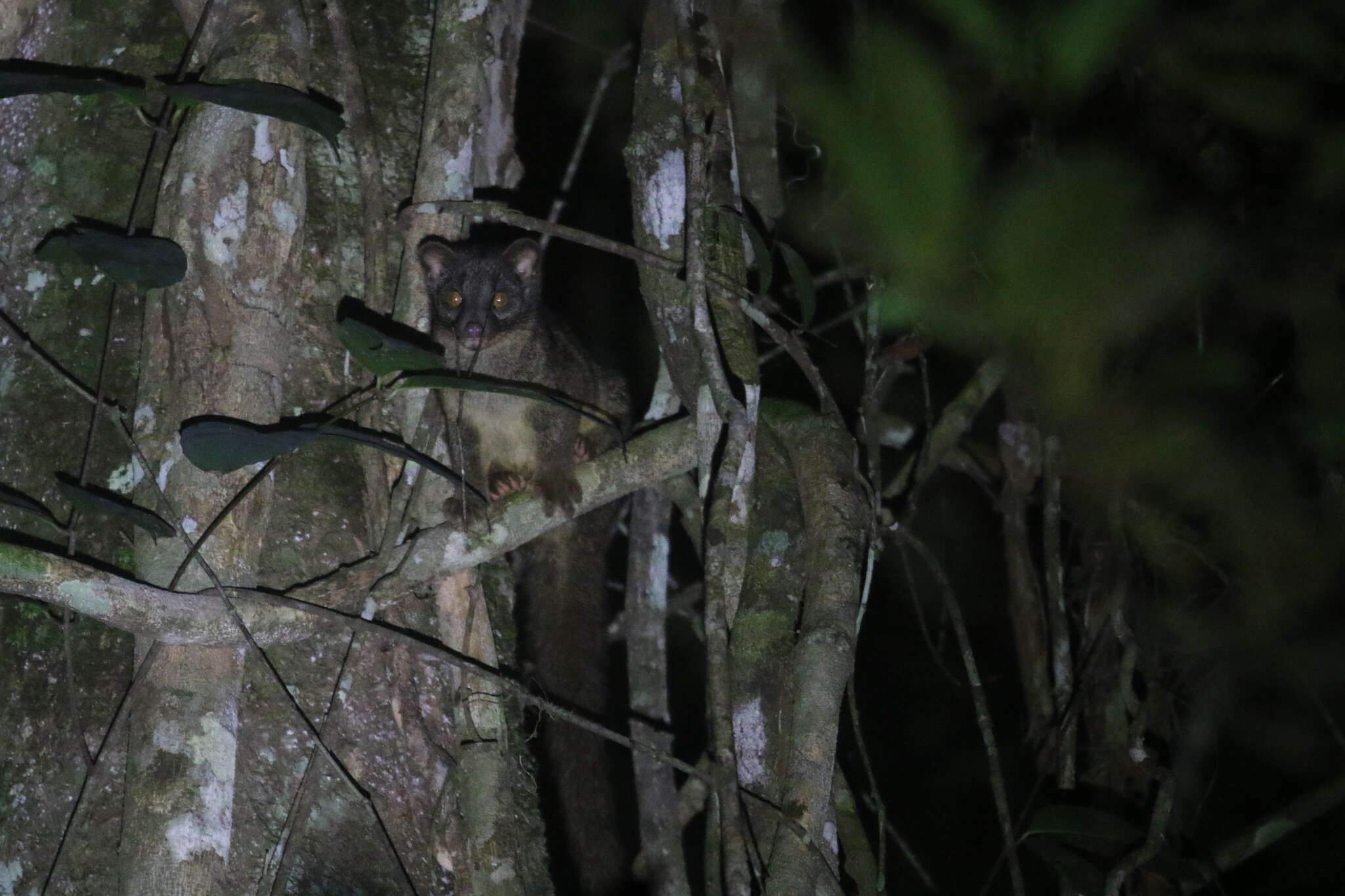 Image of African palm civets