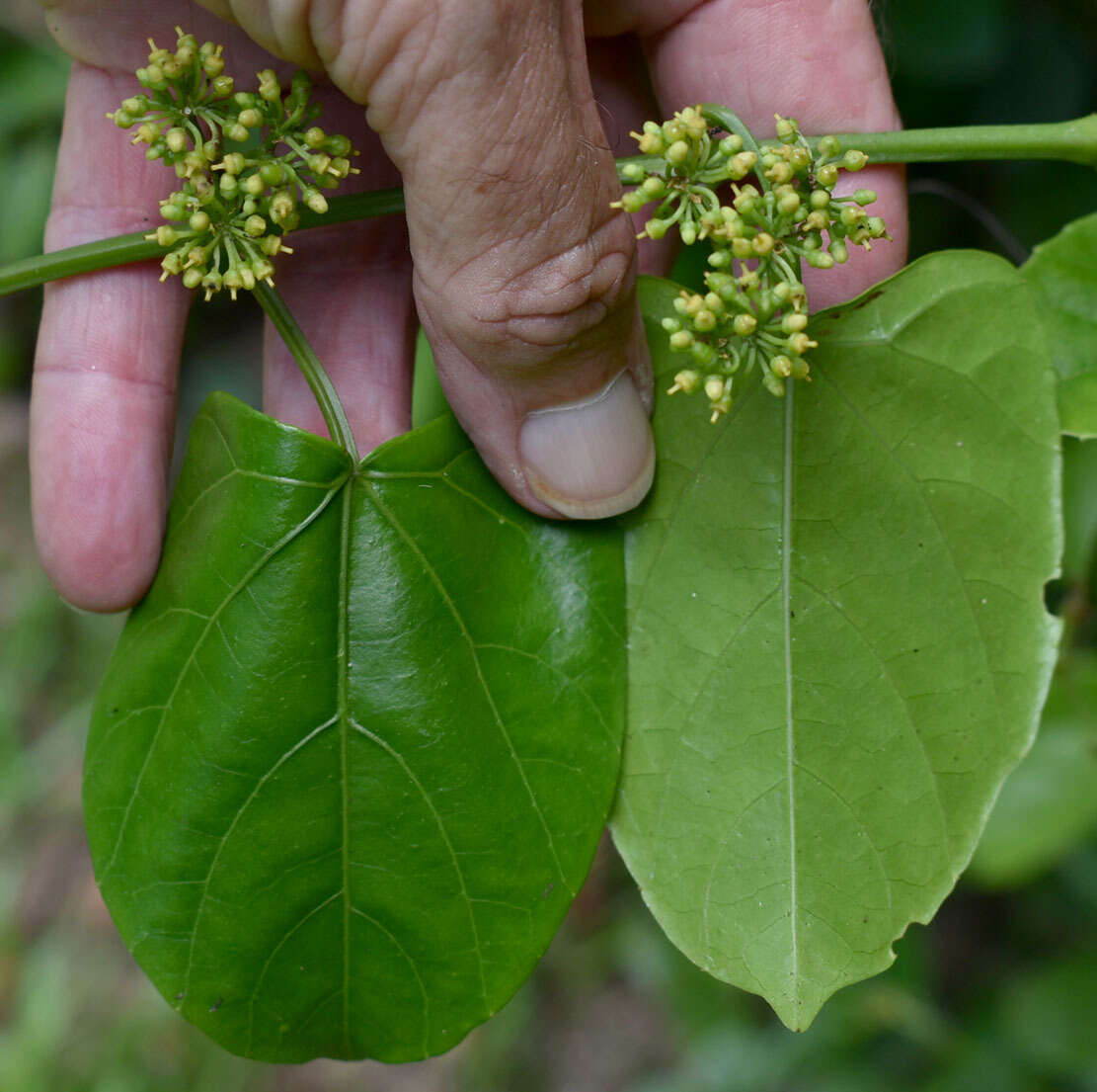 Image de Cissus hastata (Miq.) Planch.