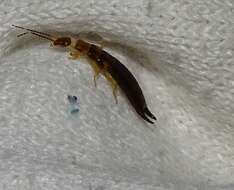 Image of Ringlegged earwig