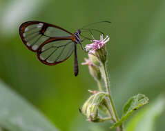 Image of Pseudoscada erruca Hewitson 1855