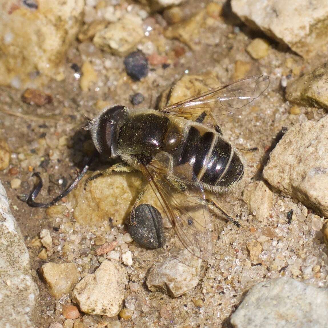 Image of Eristalis stipator Osten Sacken 1877