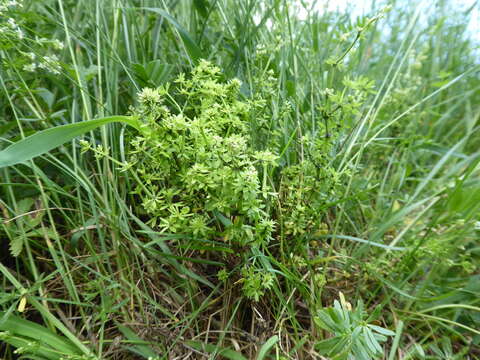 Melanotaenium endogenum (Unger) de Bary 1874 resmi