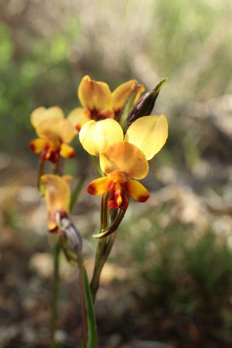 Image of Diuris brockmanii