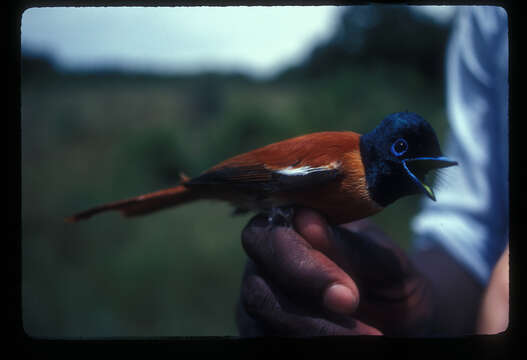 Image of Black-headed Paradise-Flycatcher