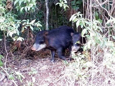 Image of white-lipped peccary