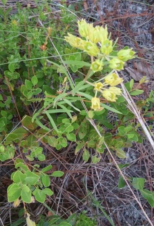 Image of Savannah Milkweed