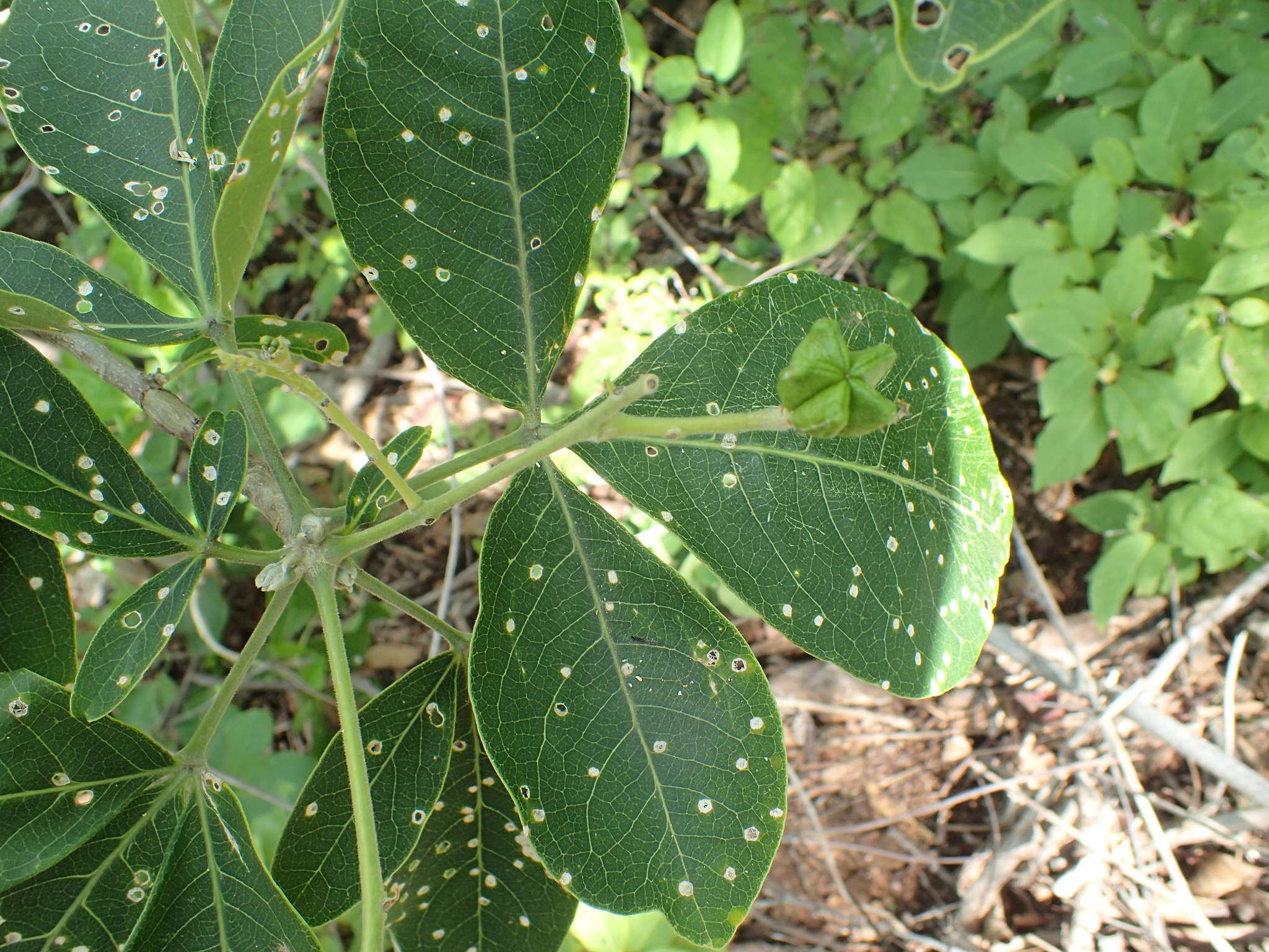 Esenbeckia berlandieri Baill.的圖片