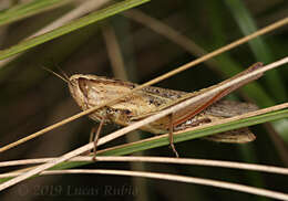 Слика од Amblytropidia australis Bruner & L. 1904