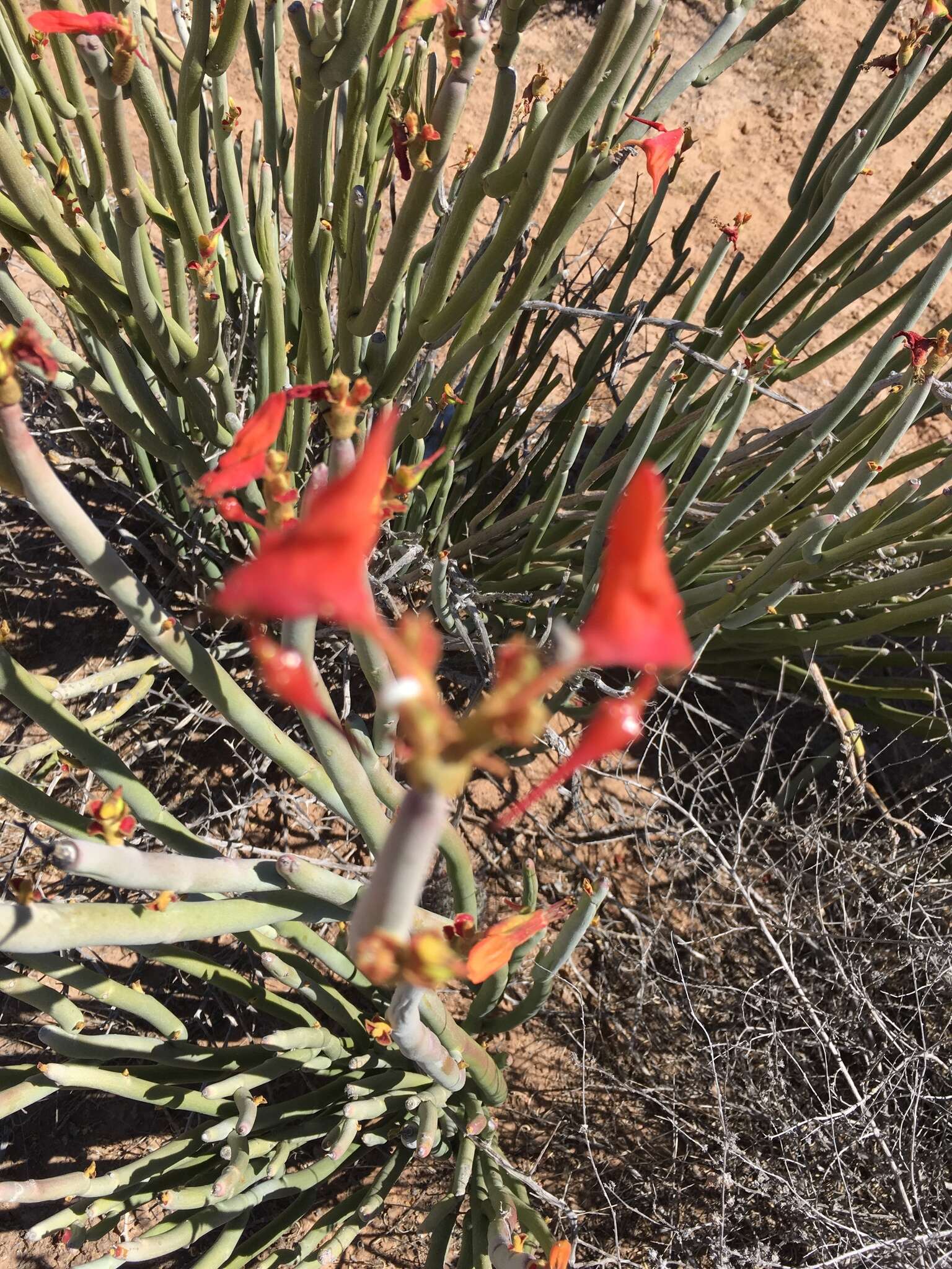 Image of Euphorbia lomelii V. W. Steinm.