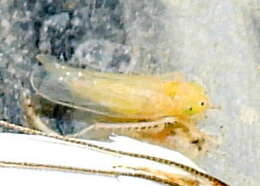 Image of Dalbulus