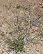 Image of desert pale gilia