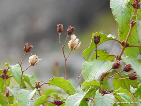 Image of Cistus populifolius L.