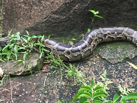 Python bivittatus Kuhl 1820 resmi