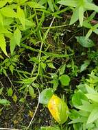 Image of Marsh Speedwell